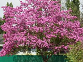 Pemuda Padukuhan Kudu Tanam Pohon Tabebuya